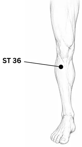 Drawing showing where to find the point Leg Three Miles (ST36)